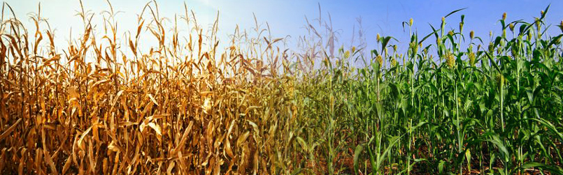 Drought phenotypes in cereal crop species