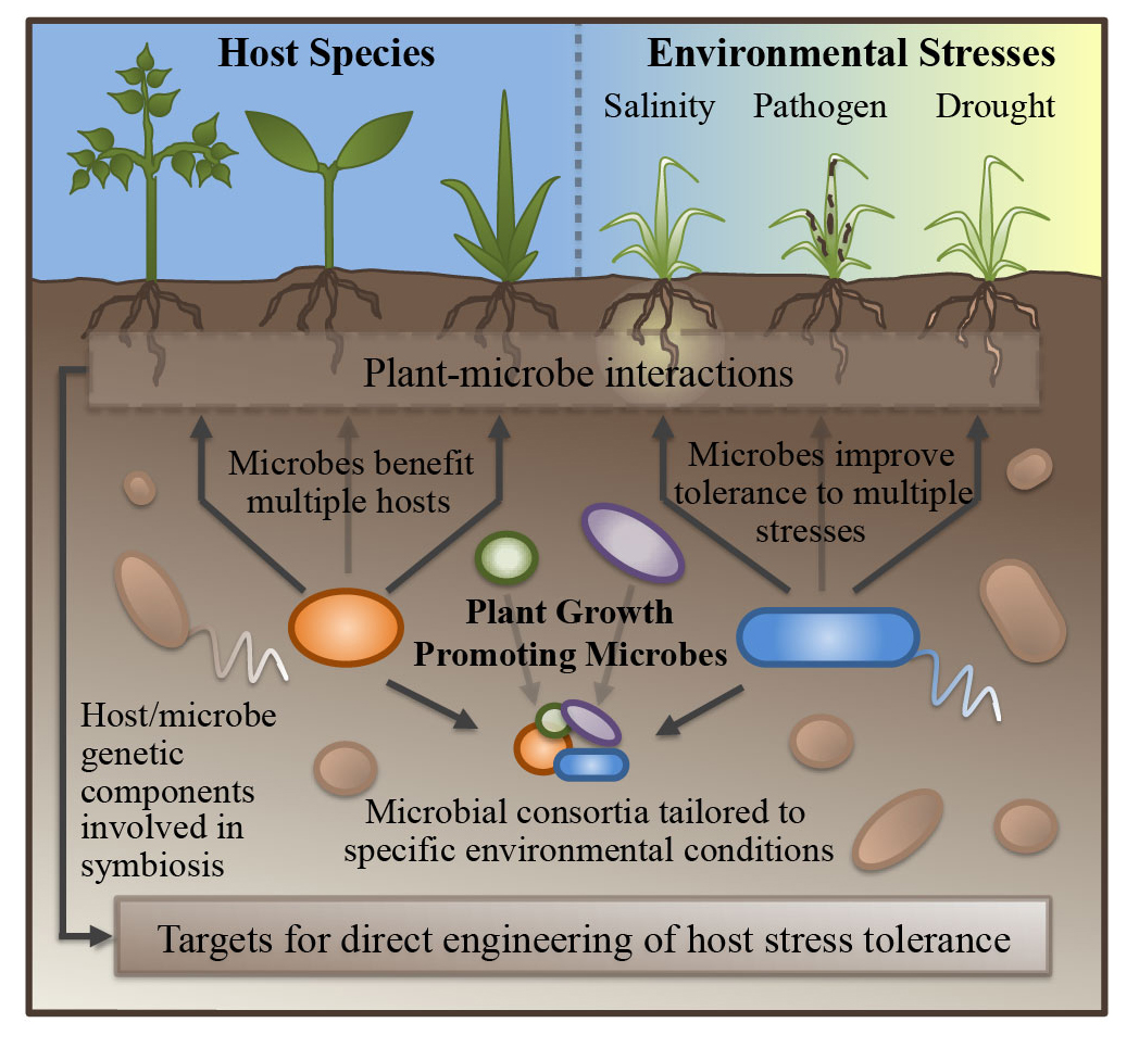 Mechanisms of plant growth promotion by microbial symbionts 