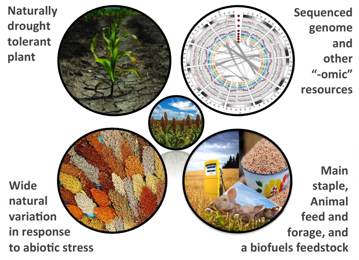 Sorghum as a model for drought tolerance research