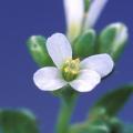 Wild-type Arabidopsis Flower
