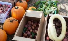 Pumpkins and potato harvest