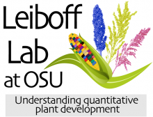icon for leiboff lab