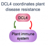 diagram showing DCL4 influence on plant immunity 